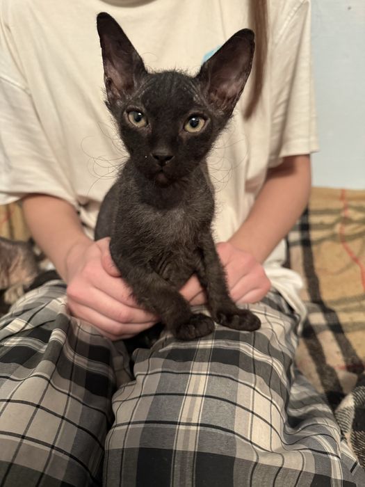 Коты Канадский Сфинкс