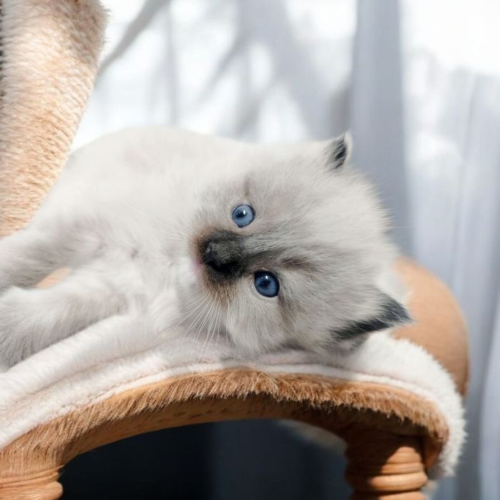 Ragdoll kotki i kocurki polecają się do rezerwacji Cloe*PL FPL