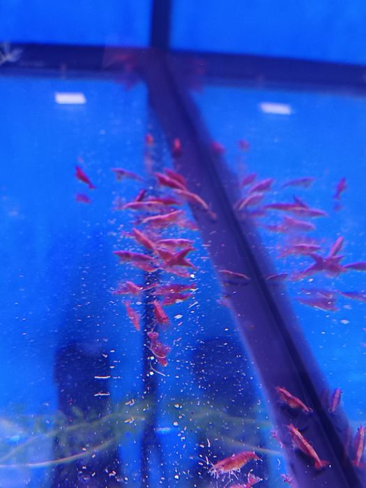 Camarões neocaridinas