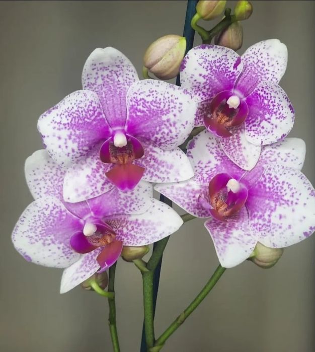 Орхидея фаленопсис Rotterdam Роттердам