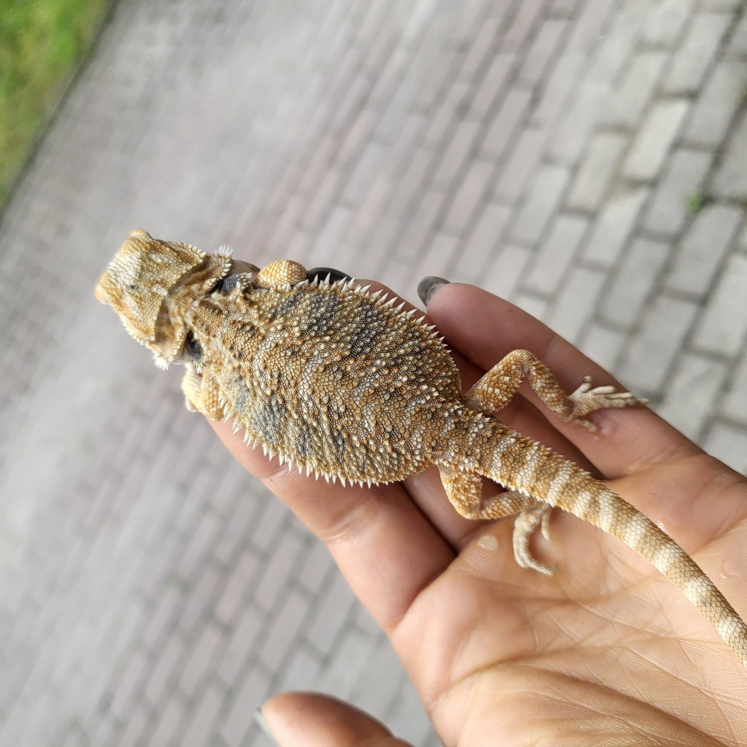 Agama brodata/ jaszczurka / gad