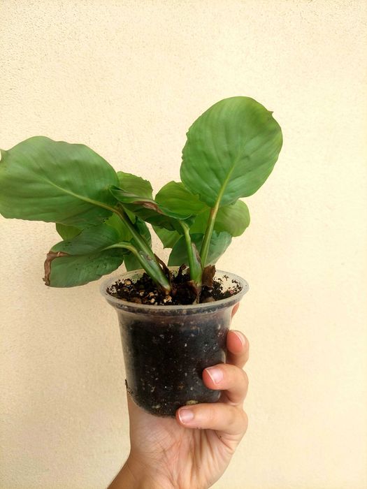 Planta Calathea orbifolia