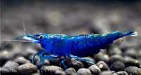 Krewetki akwariowe neocaridina blue velvet / Niebieskie