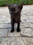 Gato preto meigo