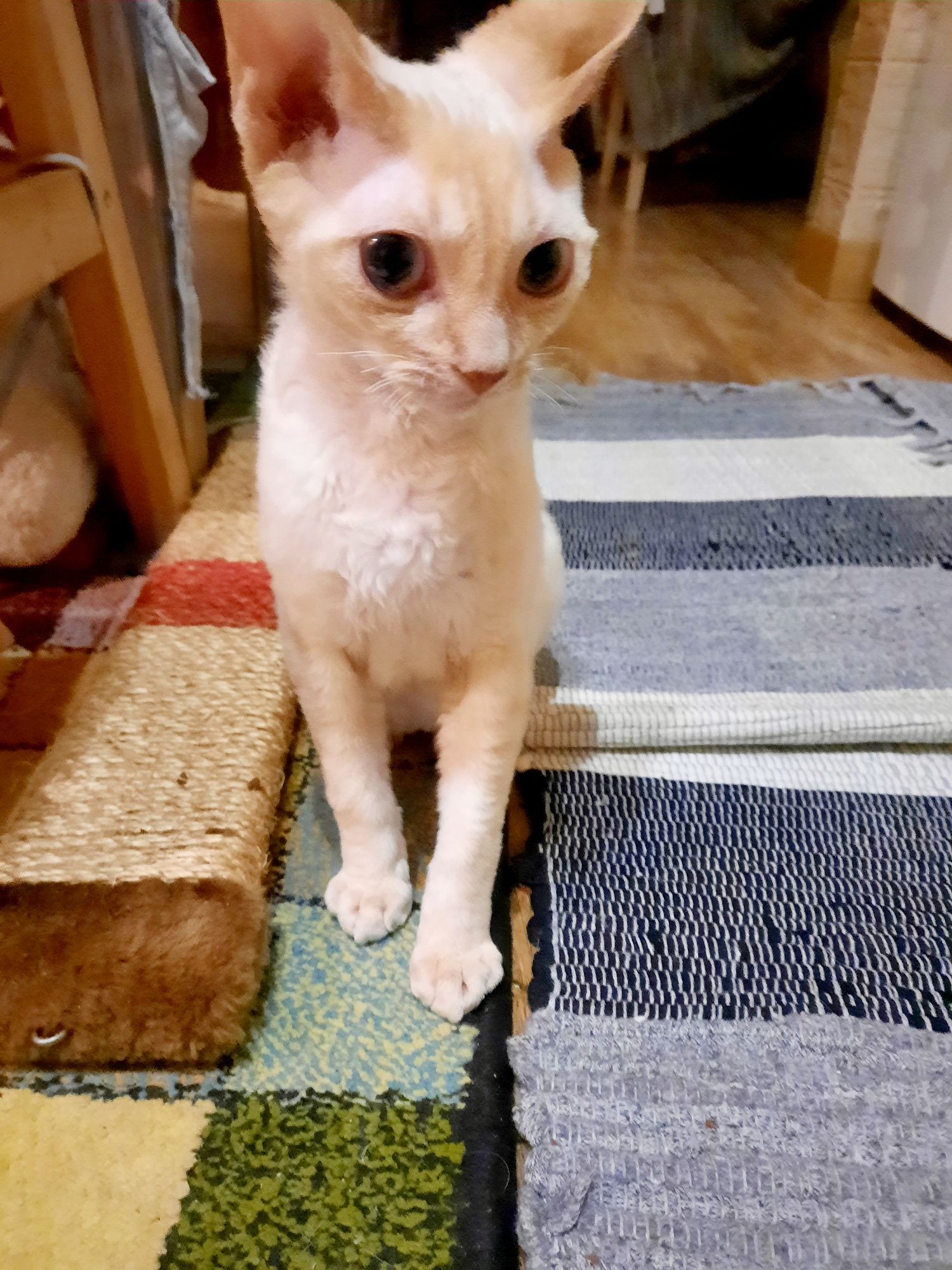 Royal Mango Devon Rex, cфинкс, эльф, передержка