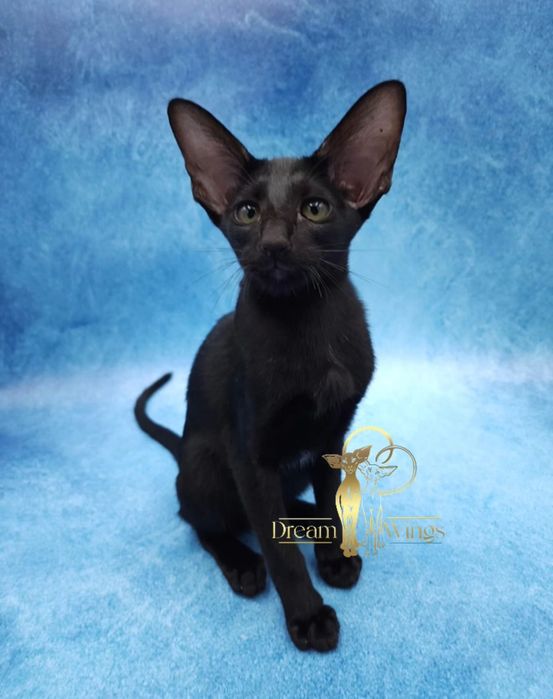 Орієнтальні кошенята