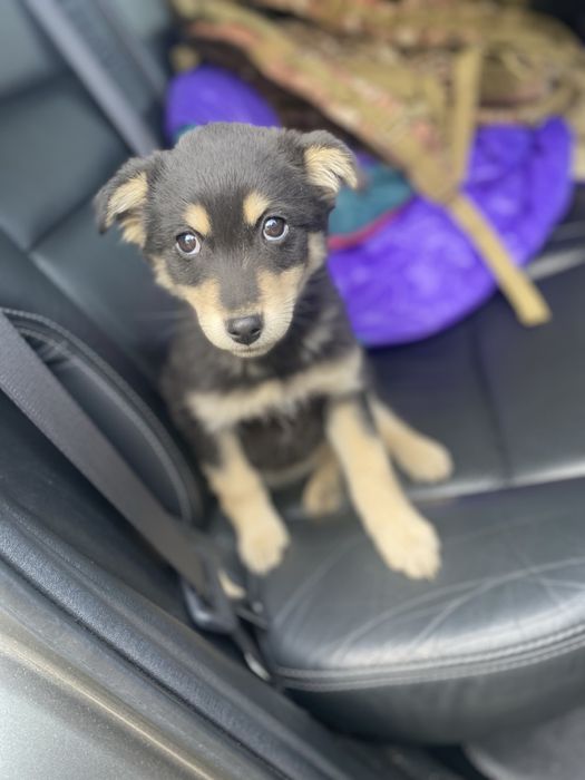 В добрі руки дівчинка