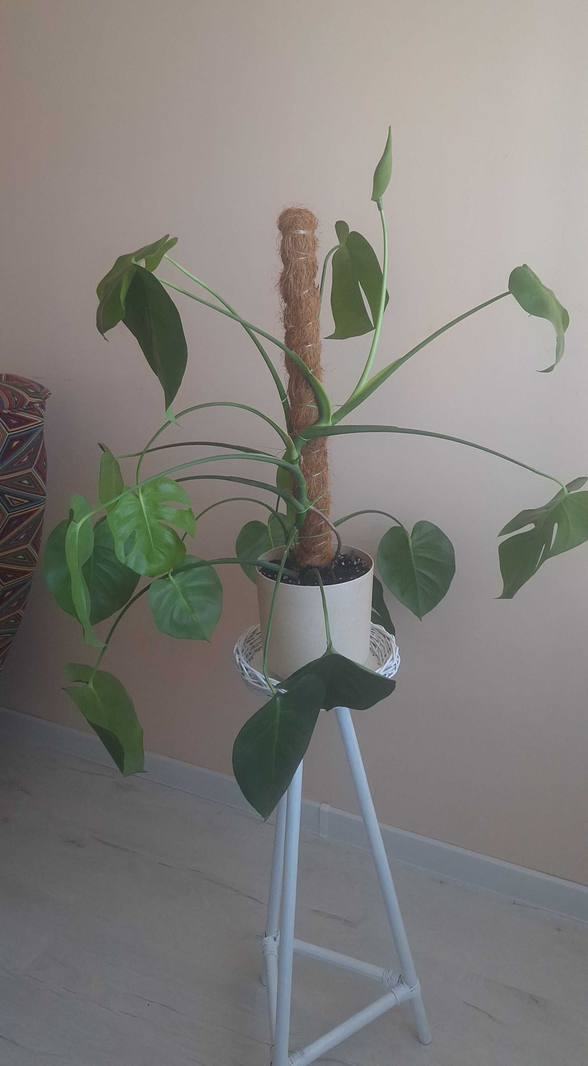 Monstera deliciosa