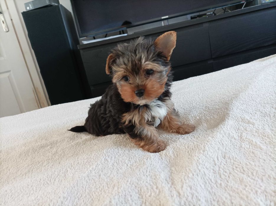 Piesek york terrier
