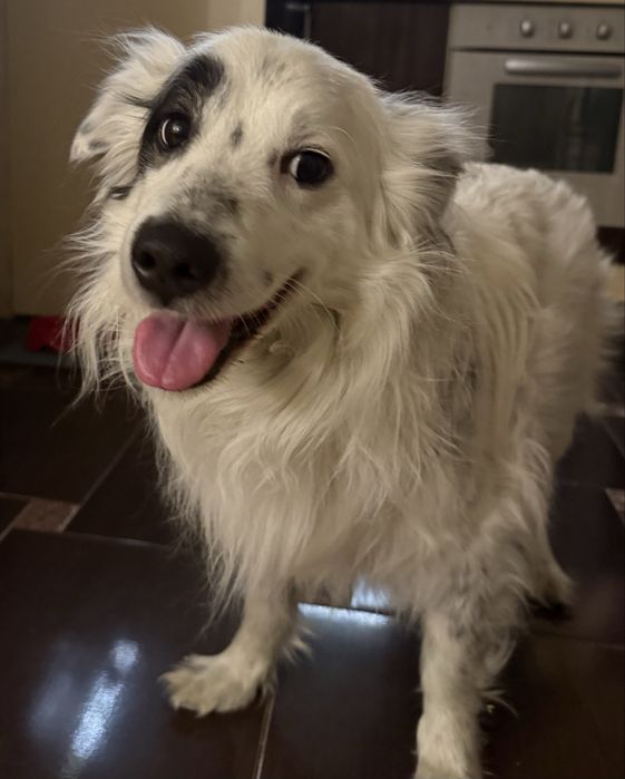 Отдам кобеля в добрые руки