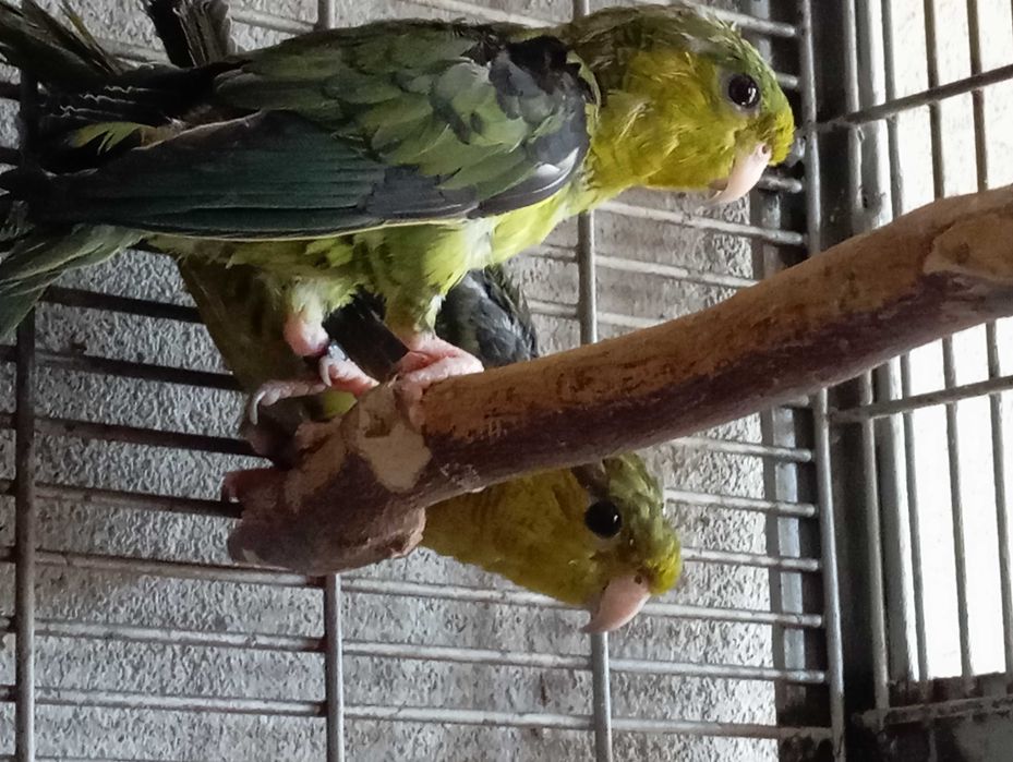 Casal de Catarinas verdes