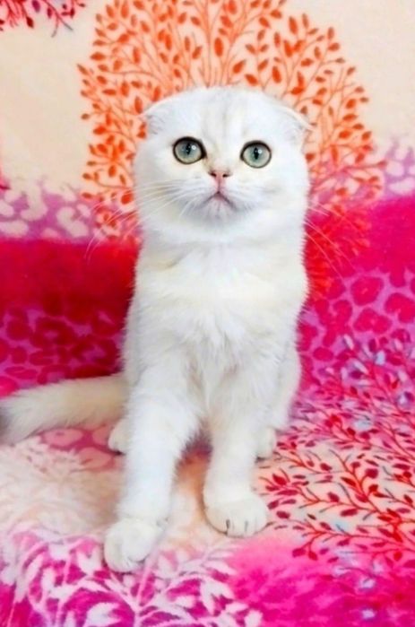 Серебристая шиншилла девочка милашка шотландочка