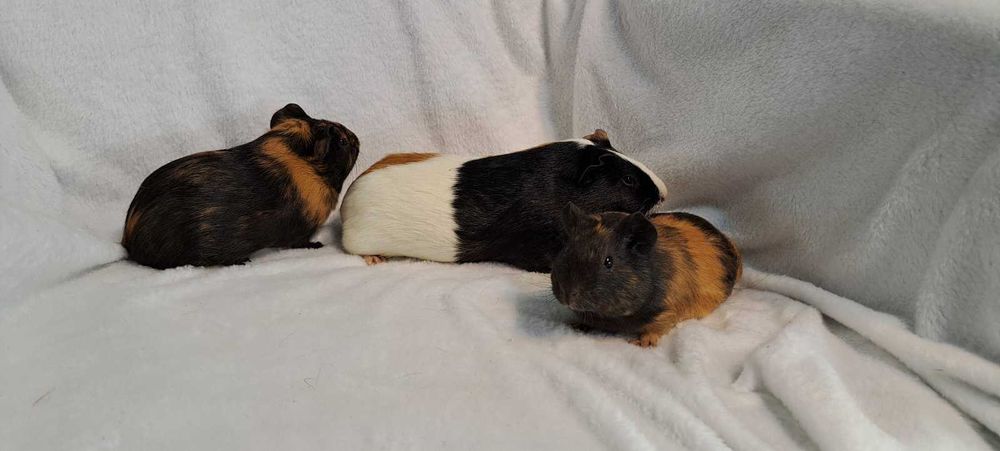 Морські свинки різні кольори.