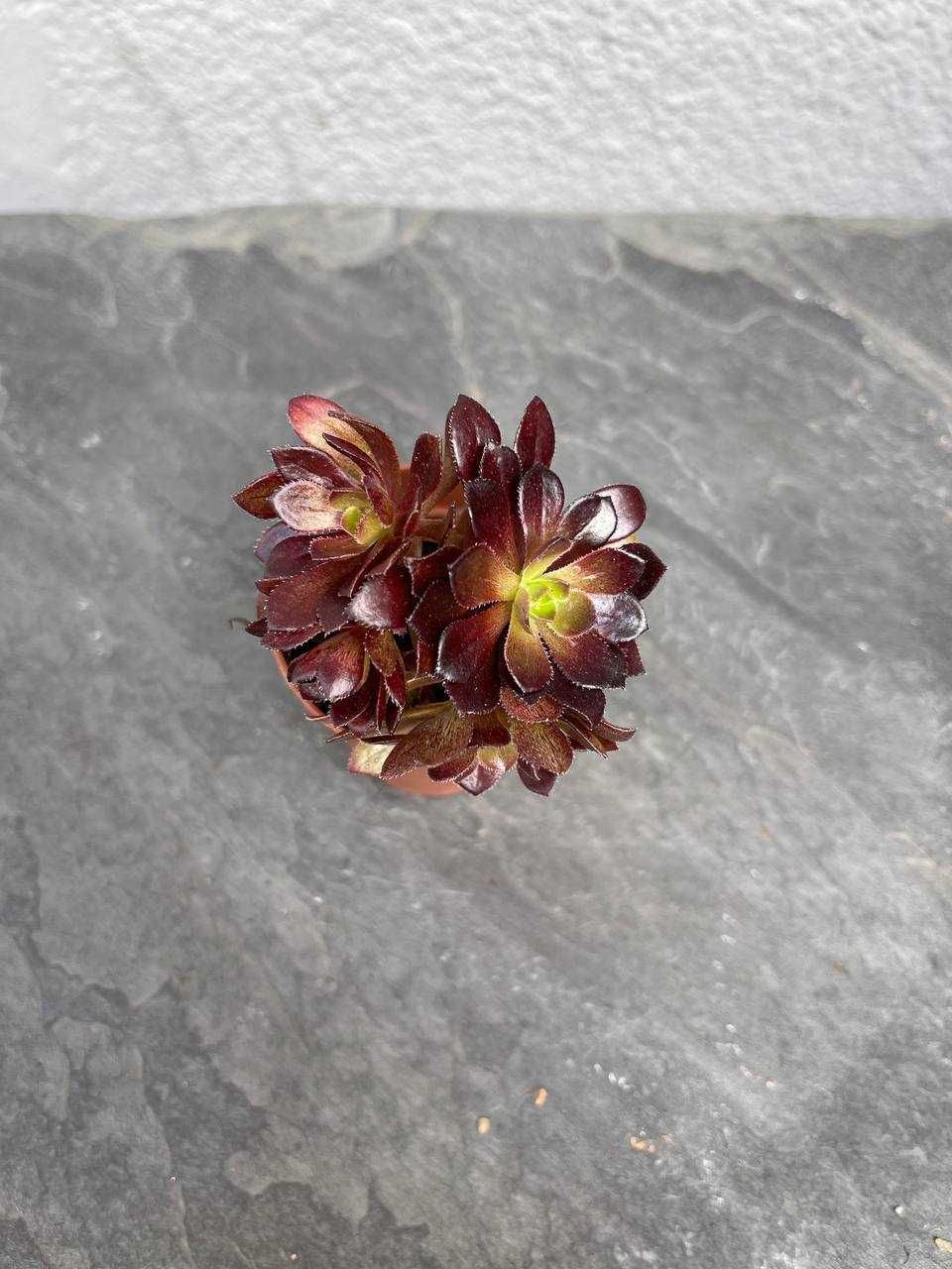 Сукулент Еоніум Чорна Троянда (Аeonium black rose)