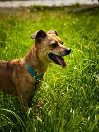 Maleńka suczka Rózia mix chihuahua cziłała