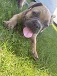 Buldog francuski BLUE fawn