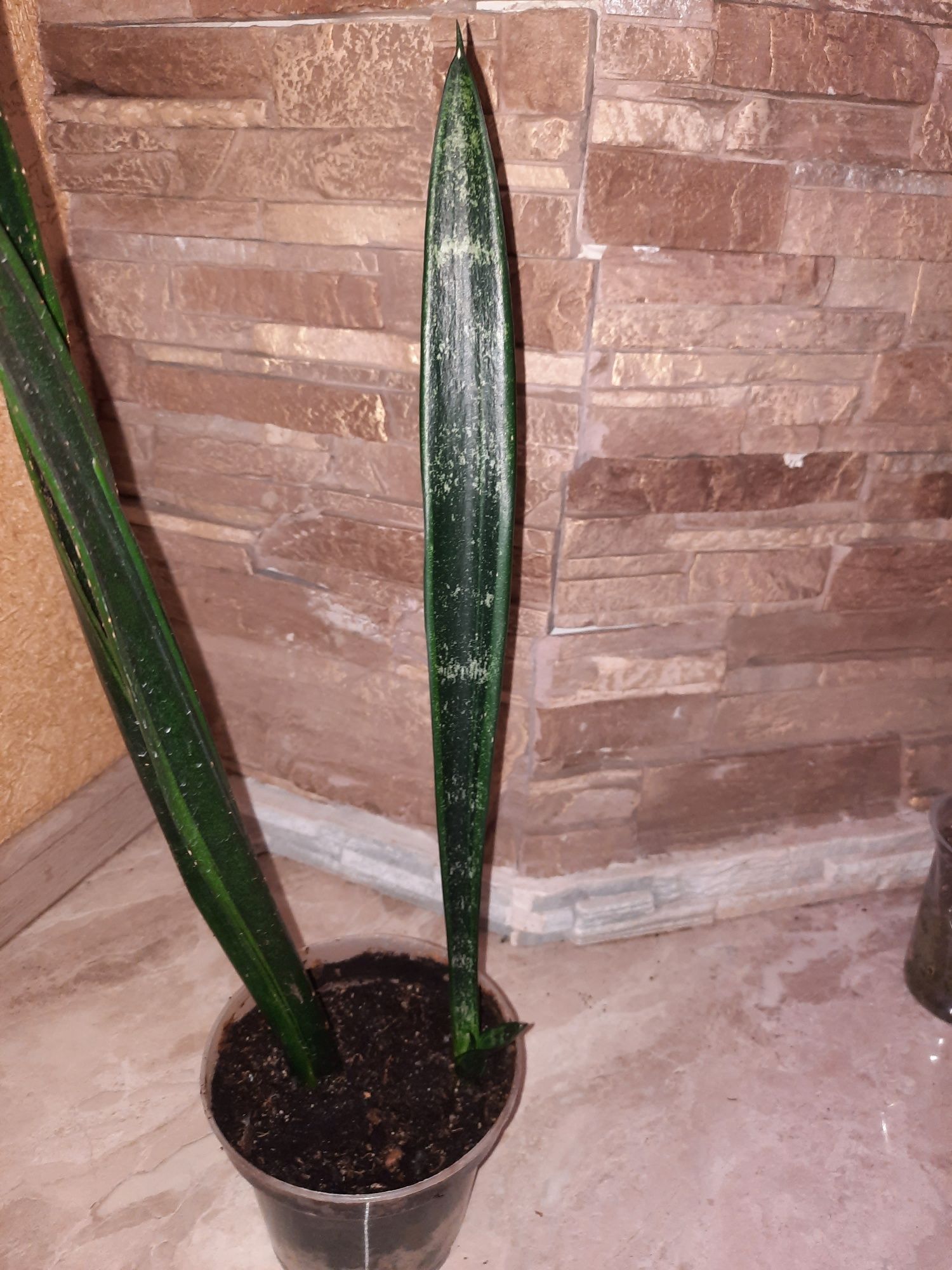 Сансевієрія.Сансевиерия.Sansevieria