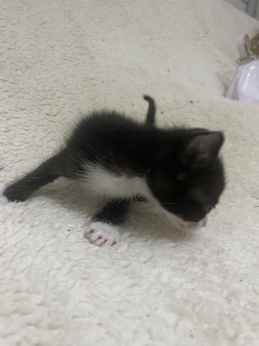 Adocao responsavel de gatinho bebe