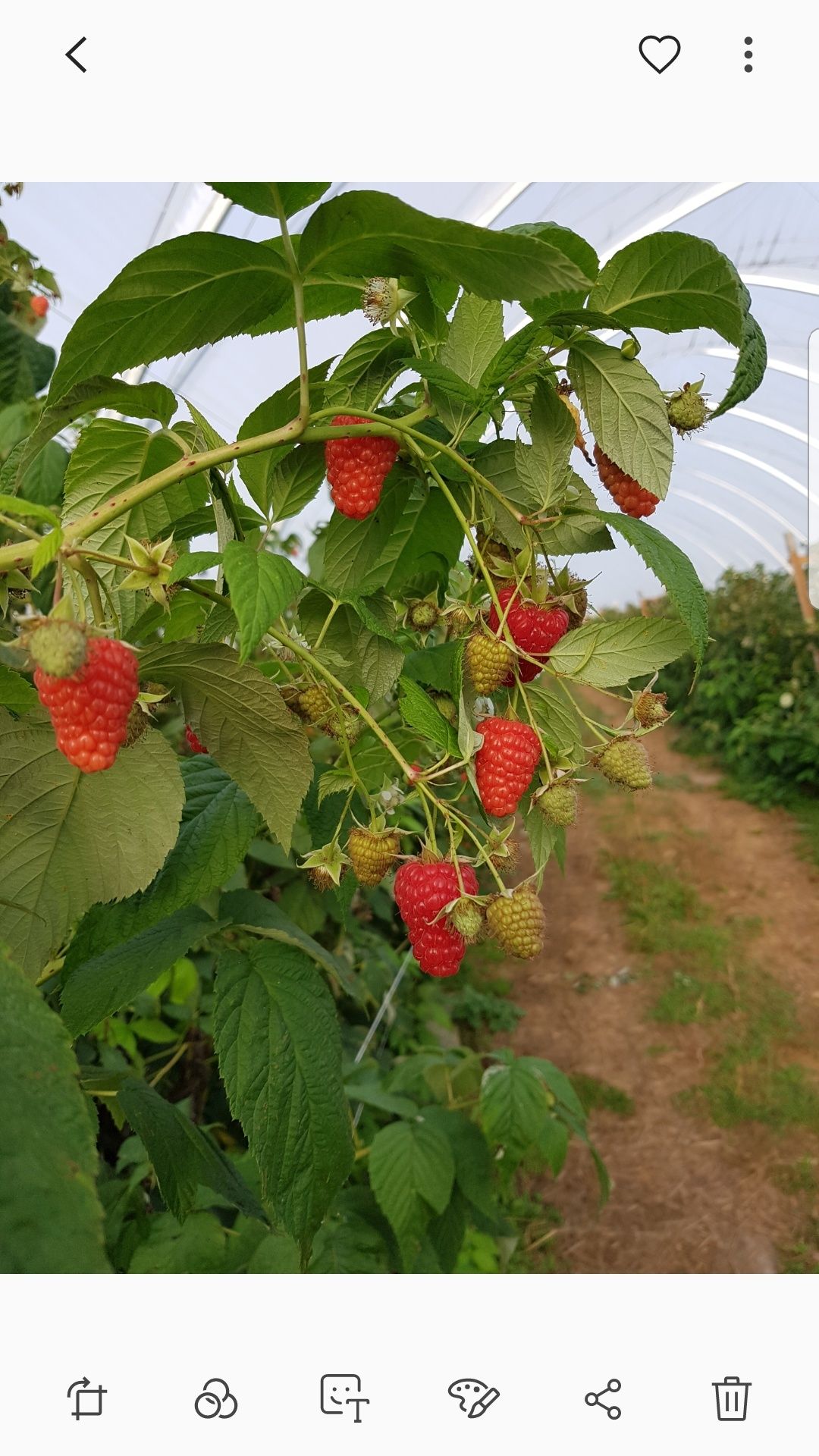 maliny tunelowe  sprzedam 20 pln/kg   praca przy malinach