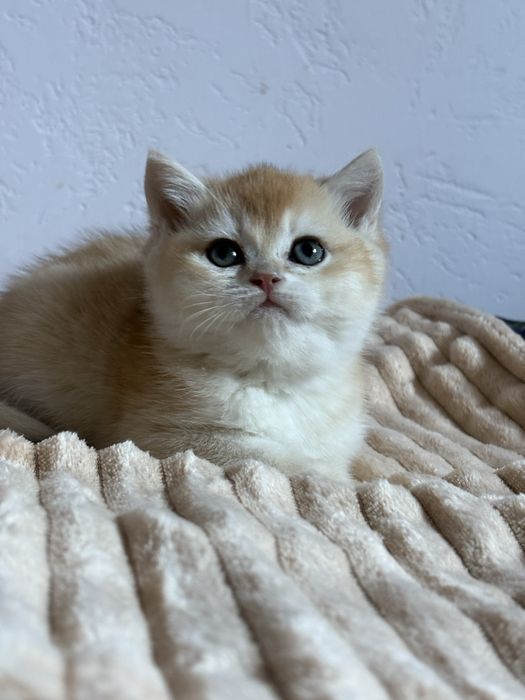 Chłopczyk brytyjski