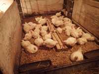 Kurczaki z własnej hodowli