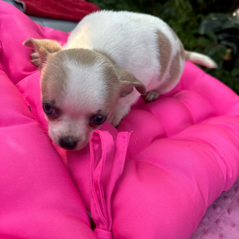 Piękny piesek Chihuahua biało beżowy mini