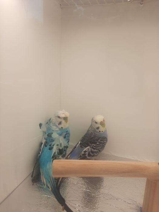 Casal de periquitos hogoromos e portadores de asas negras