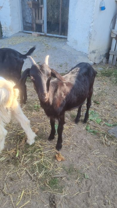Продаються кози.