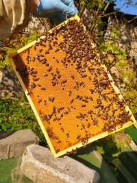 Odkłady pszczele krainka buckfast sahariensis