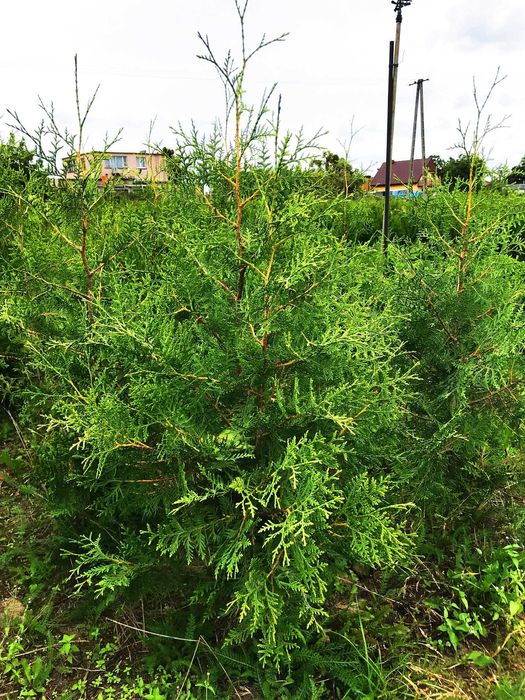 JESIENNA PROMOCJA !! Tuja Tuje Brabant 160-170 cm Sadzenie