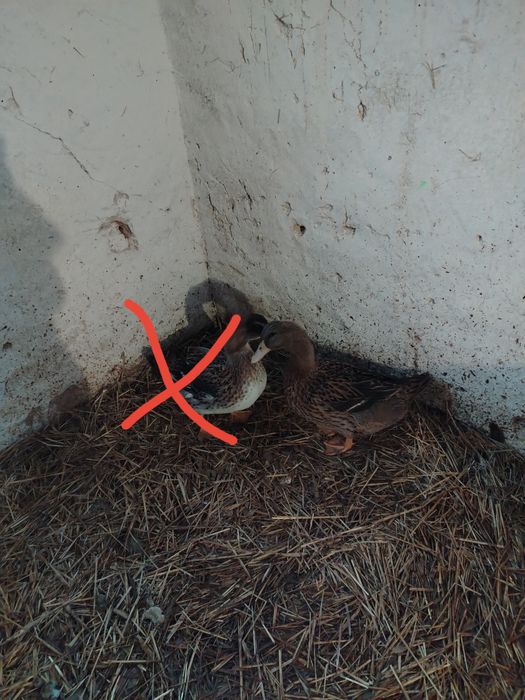 dzień i dobry mam na sprzedarz kaczkę