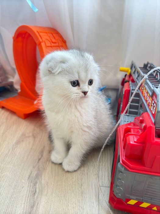 Шотландські плюшеві кошенята