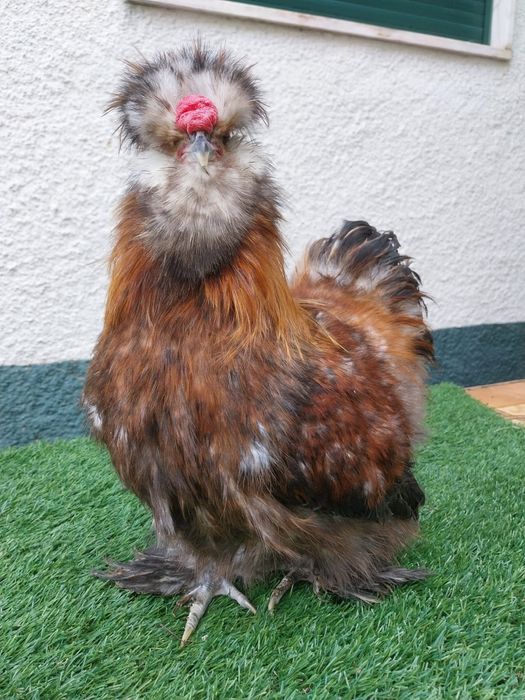 Galos diversas raças