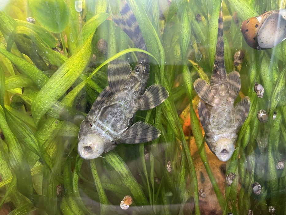 Номерной сом L-206, взрослые