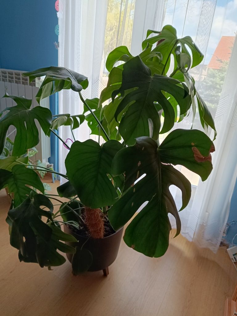 Monstera deliciosa, duża,