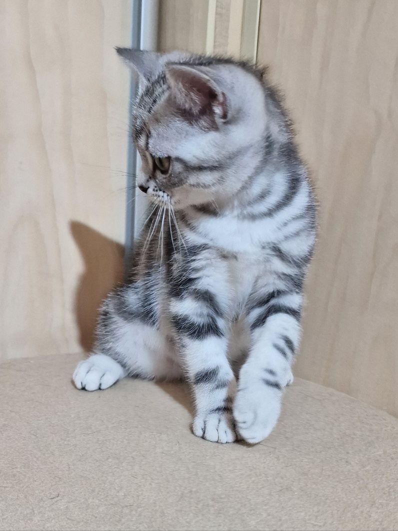 Американське короткошерсте кошеня
