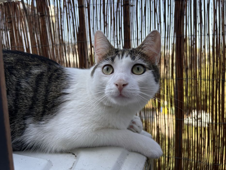 Kotka Mondy szuka nowy domek