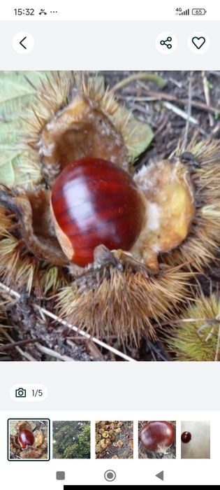 Castanha 1,00€ excelente qualidade