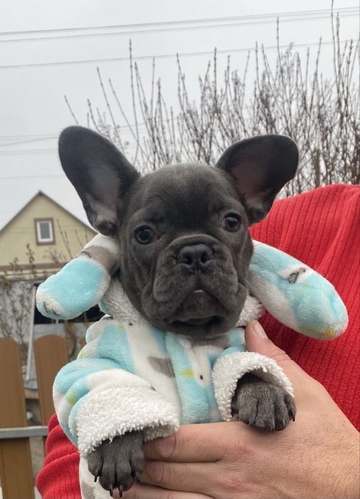 Французький бульдог блакитна дівчинка