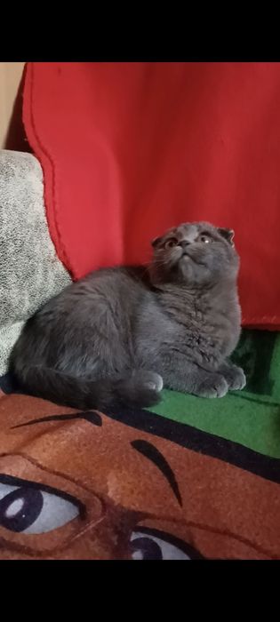 Вислоухая девочка