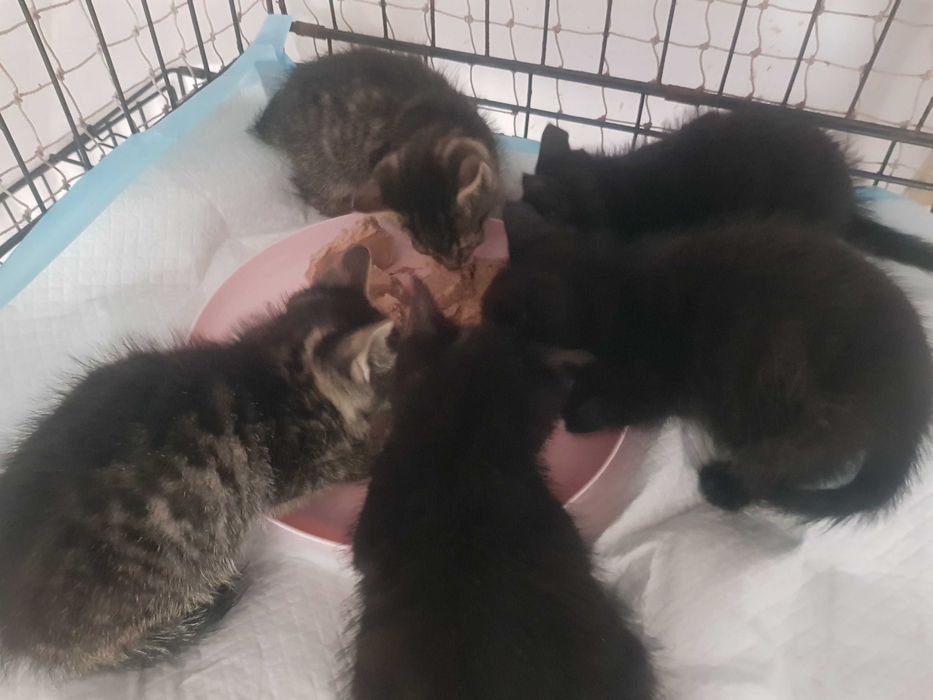 Malutkie kotki do adopcji