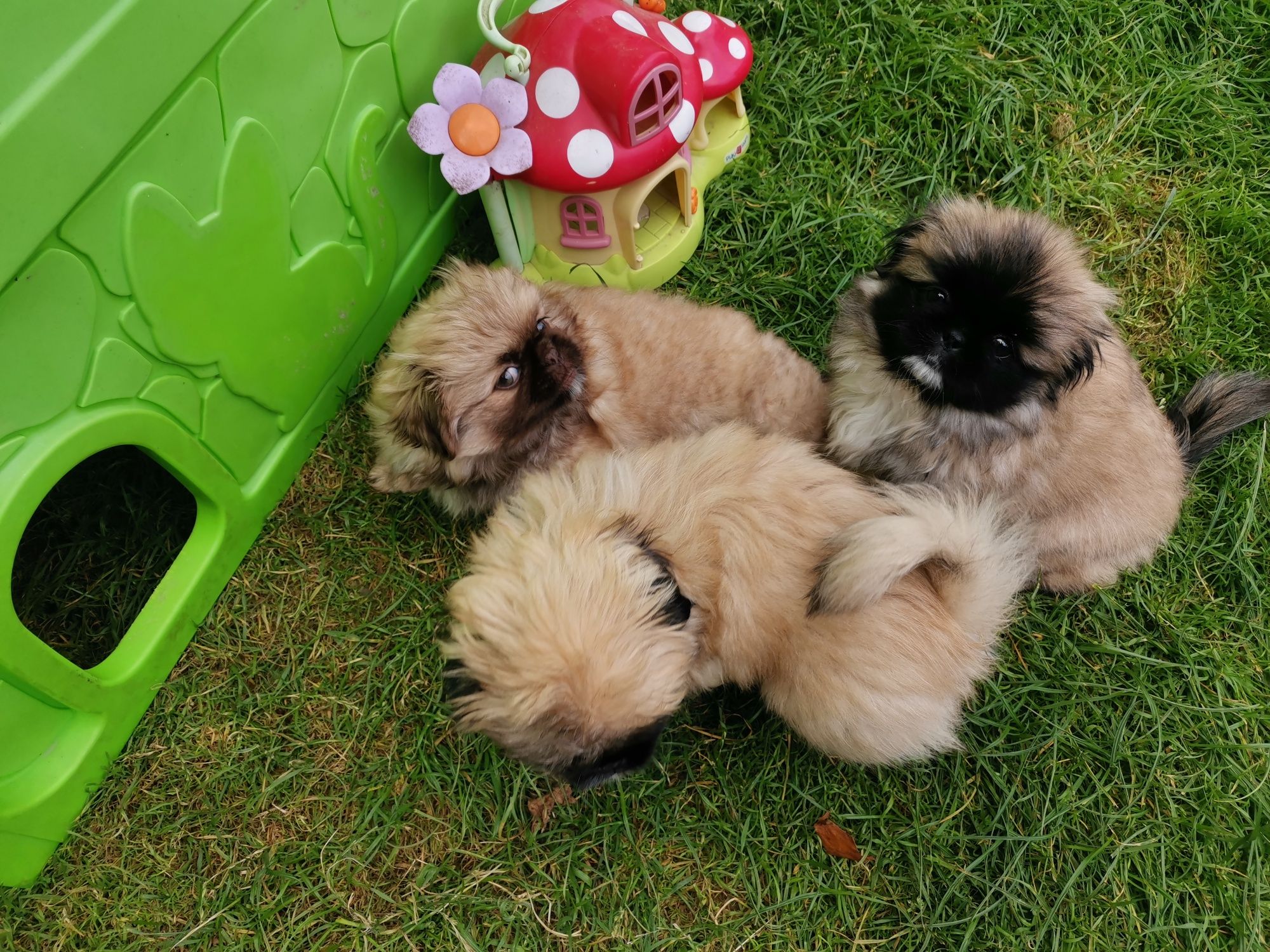 Pekińczyk Szczeniak  Nie Shih Tzu