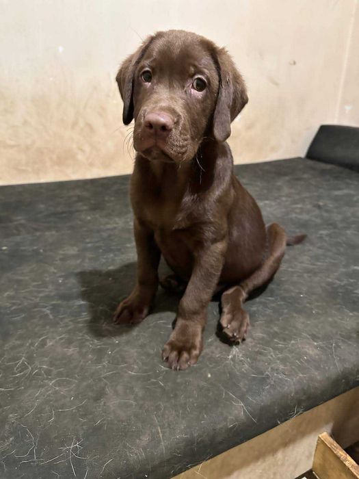 W poszukiwaniach kochającego domu – Azard czeka na Ciebie!