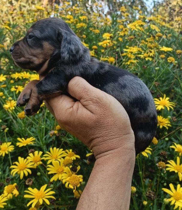 Teckel miniatura Arlequim  preto machinho
