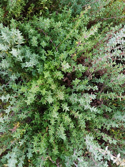 Tymianek Ziola sadzonka tymianku