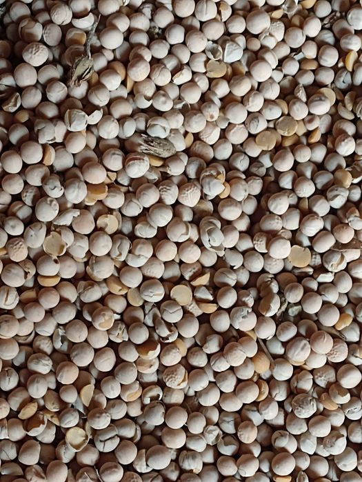 Groch siewny ,jako poplon, pasza itp