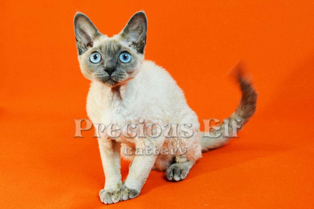 Девочка-голубоглазка Девон Рекс  10 месяцев