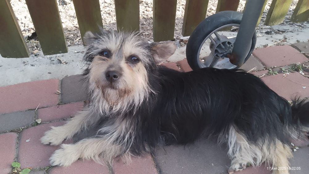 Oddam za darmo szczeniaki