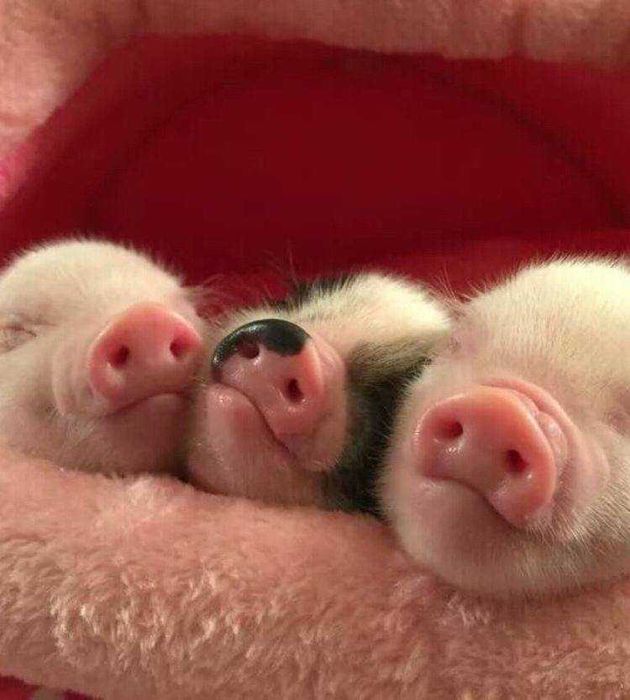 нежные веселые свинки мини пиг, очень любят внимание