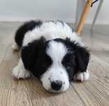 Border collie - piesek. Badania